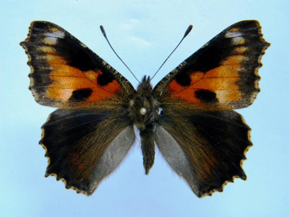 Aglais urticae (cold shock abb 1) (Internet Image property of respective owner, non-commercial use only)